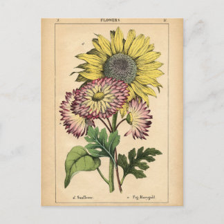 Cartão Postal Impressão botânico - Girassol e Marigold