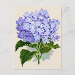 Cartão Postal Impressão botulínica - Hydrangea