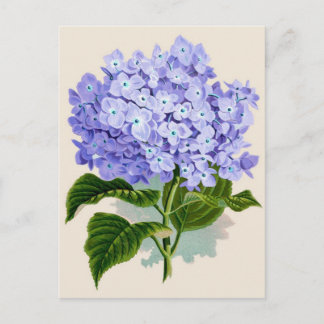 Cartão Postal Impressão botulínica - Hydrangea