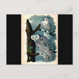 Cartão Postal Impressão de Antecipação de História Natural A