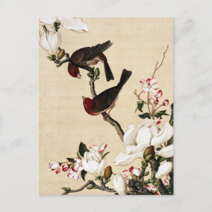 Cartão Postal Impressão de Arte de Magnólia e Pássaros Branca Vi
