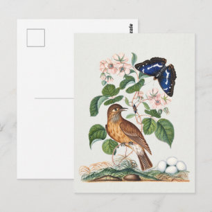 Cartão Postal Impressão de Arte Floral Botânica e Pássaro Vintag