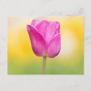 Cartão Postal Impressão de Arte Floral Tulipa Rosa