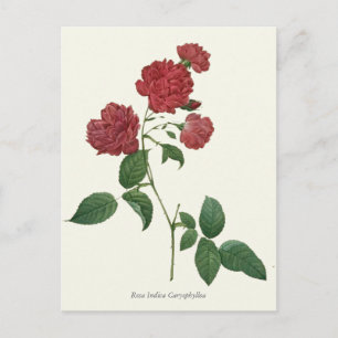 Cartão Postal Impressão de Botânica do Vintage Rosa vermelha