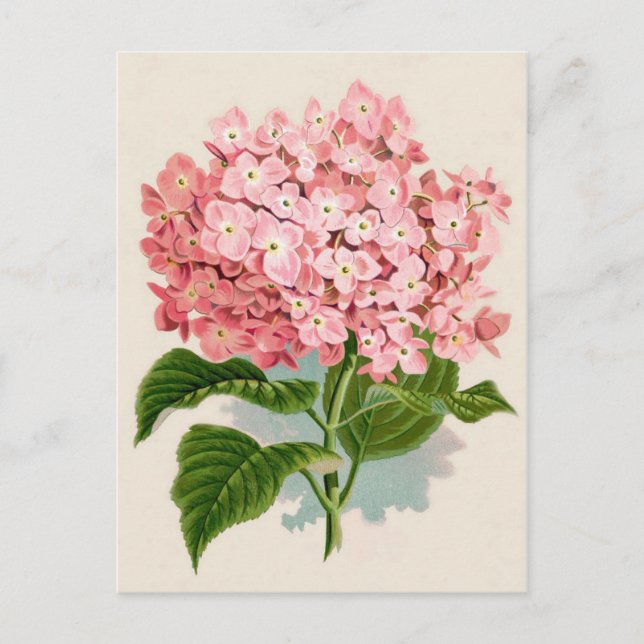 Cartão Postal Impressão de Botânica, Hydrangea Rosa (Frente)
