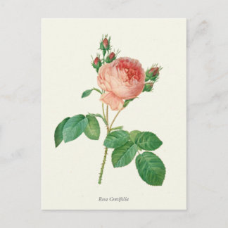 Cartão Postal Impressão de Botânica Rosa Rosa Rosa Vintage