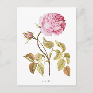 Cartão Postal Impressão de Botânica Rosa Rosa Rosa Vintage