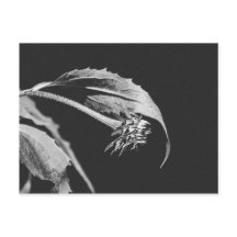 Impressão de Foto de Flor Murchando Gótica