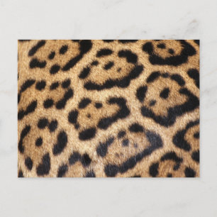 Cartão Postal Impressão de Foto Jaguar fur