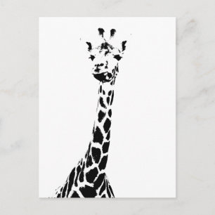 Cartão Postal Impressão de Girafa