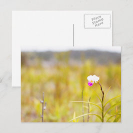 Cartão Postal Impressão de Orquídea Selvagem Tropical, Havaí