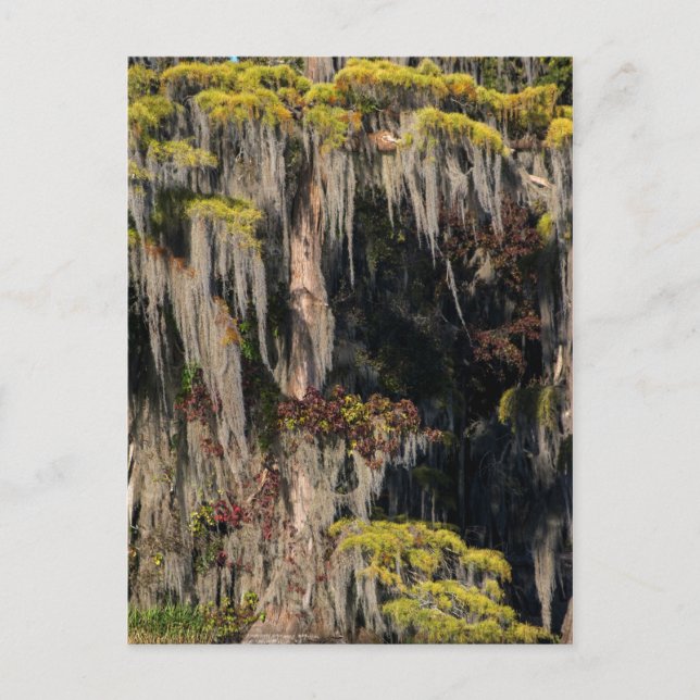 Cartão Postal Impressão de Pond em Pântano Inundado (Frente)