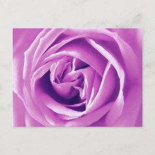 Cartão Postal Impressão de rosa lavanda