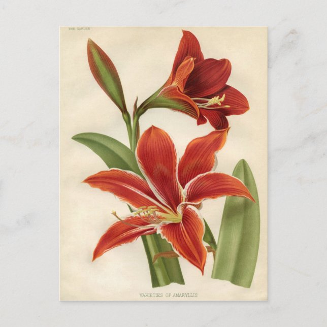 Cartão Postal Impressão de Vintage Botânica - Amaryllis (Frente)