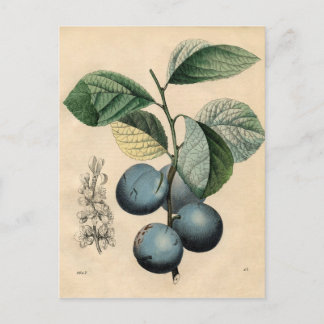 Cartão Postal Impressão de Vintage Botânica - Plum