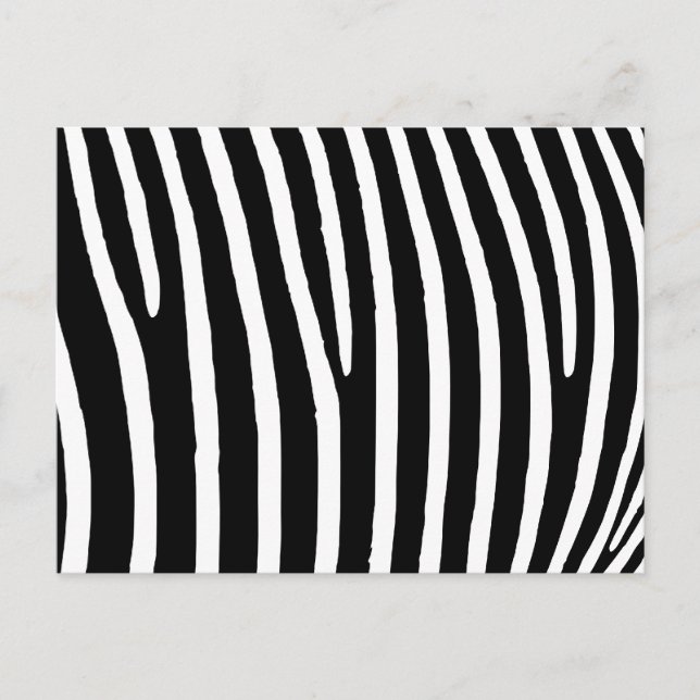 Cartão Postal Impressão de Zebra (Frente)