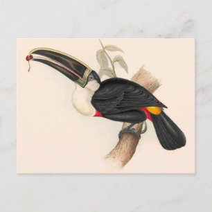 Cartão Postal Impressão do Tucano-de-bico-preto de Cuvier: Ave T