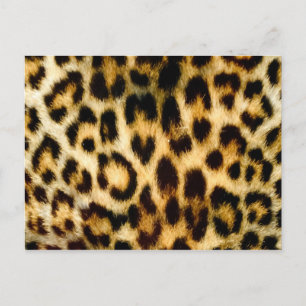 Cartão Postal Impressão Leopardo
