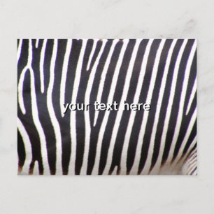 Cartão Postal Impressão Zebra