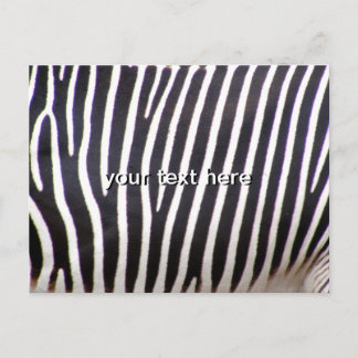 Cartão Postal Impressão Zebra