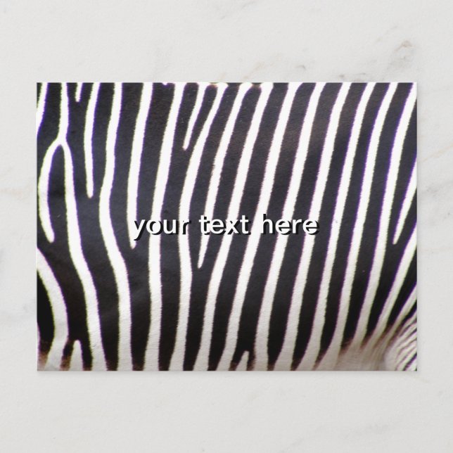 Cartão Postal Impressão Zebra (Frente)