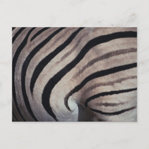 Cartão Postal Impressão zebra
