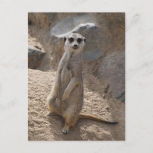Cartão Postal Impressionante Meerkat