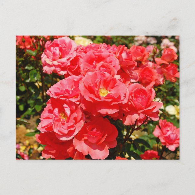 Cartão postal impresso com jardim de rosas rosa (Frente)