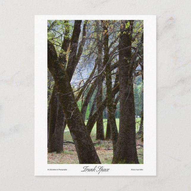Cartão Postal Impressões de Espaço de Tronco (Frente)