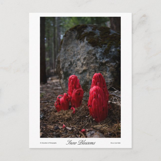 Cartão Postal Impressões de flores de neve (Frente)