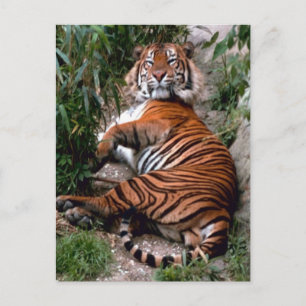 Cartão Postal Impressões de Grandes Felinos Tigre 
