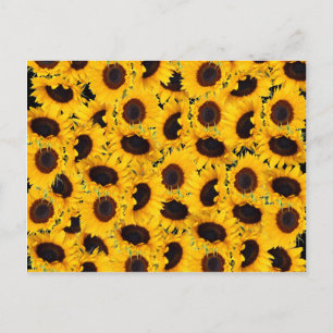 Cartão Postal Impressões Florais Vibrantes Lindos Girassóis Na