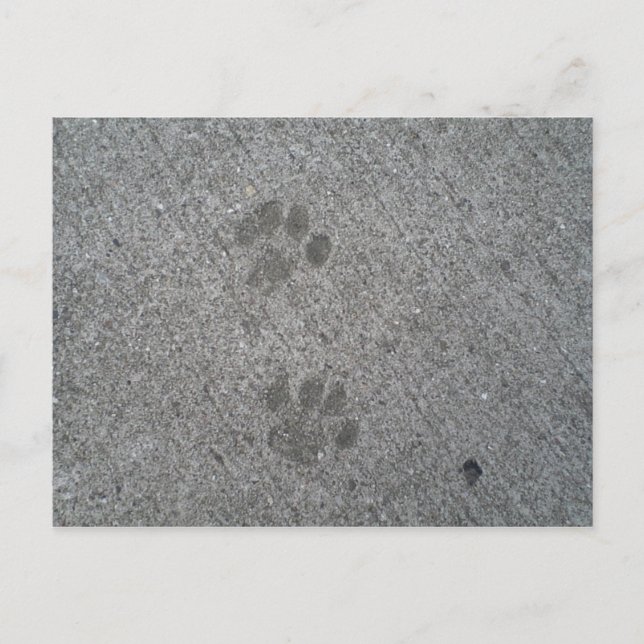 Cartão Postal Impressões gatinhos (Frente)