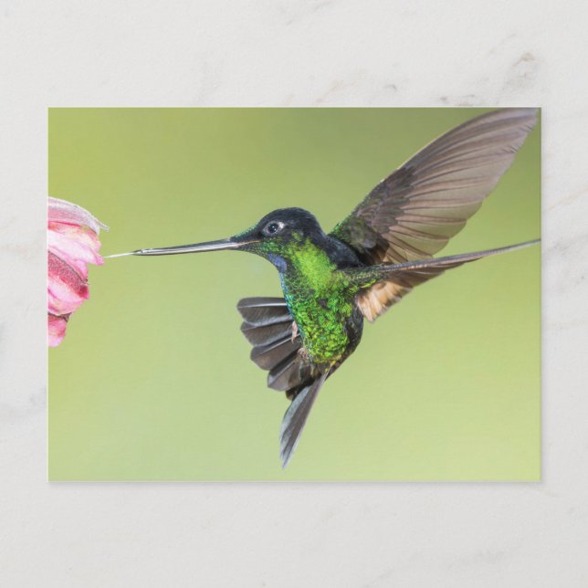 Cartão Postal Inca Hummingbird na dose de voo (Frente)