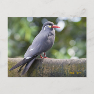 Cartão Postal Inca Tern