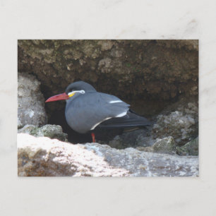 Cartão Postal Inca Tern