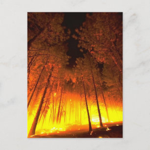 Cartão Postal Incêndio na Floresta