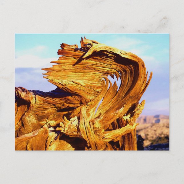 Cartão Postal Incêndio no Mtn (Frente)