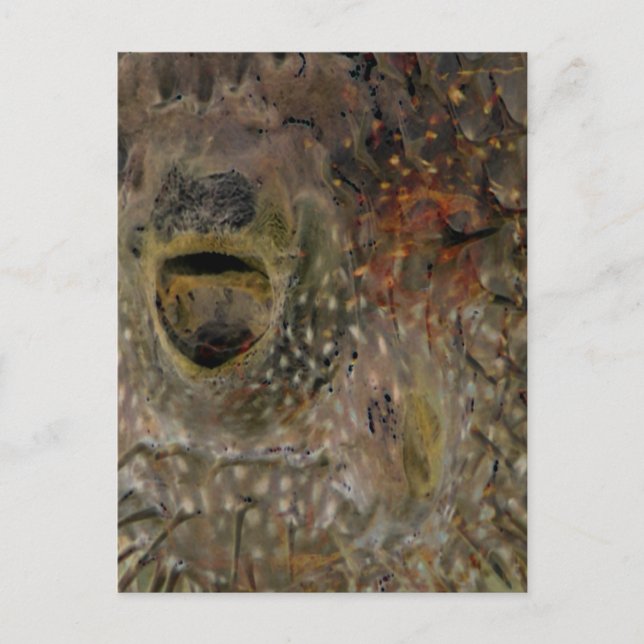 Cartão Postal Incidente de Blowfish (Frente)