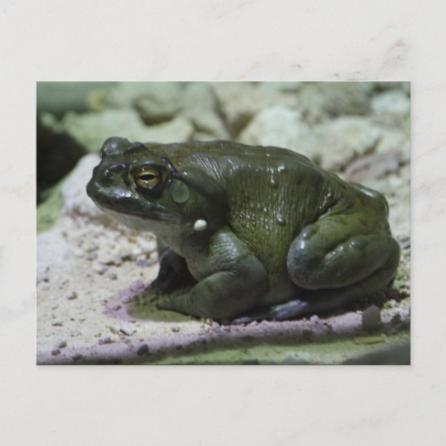 Cartão Postal Incilius alvarius (Frente)