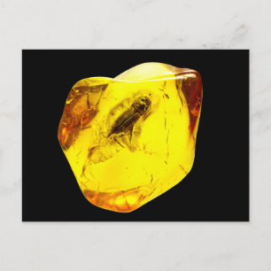 Cartão Postal Inclusão do âmbar do besouro
