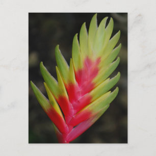 Cartão Postal Incrível planta exótica tropical