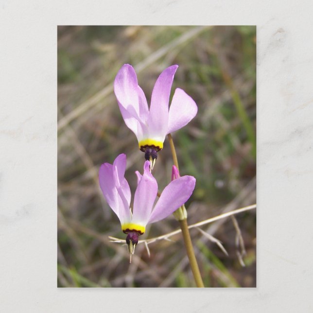 Cartão Postal indefinido (Frente)