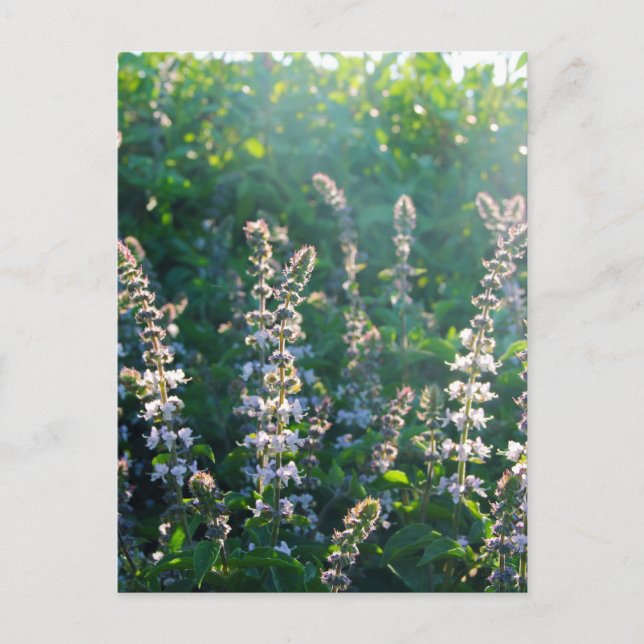 Cartão Postal indefinido (Frente)