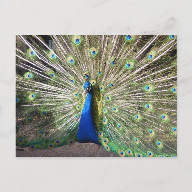 Cartão Postal Índia Blue Peacock (Frente)