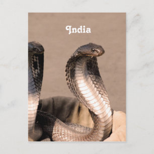 Cartão Postal Índia Cobra