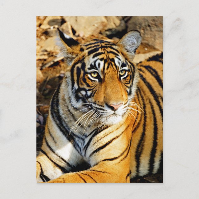 Cartão Postal Índia, Sawai Madhopur, Nacional Ranthambore (Frente)