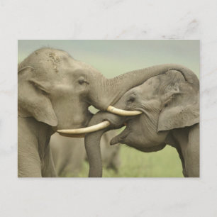 Cartão Postal Indian Asian Elephants play Fighting