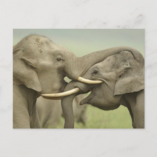 Cartão Postal Indian / Asian Elephants play fighting,Corbett 2 (Frente)