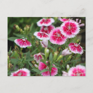 Cartão Postal Indian Blankets POSTCARD